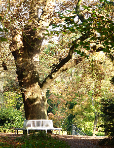 Wotanseiche - einer der ältesten Bäume in Knoops Park