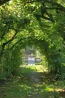 Lindenlaubengang im Arster Pfarrgarten