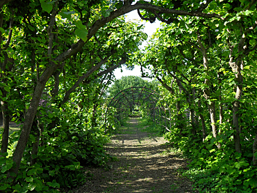 Lindenlaubengang im alten Pfarrgarten 