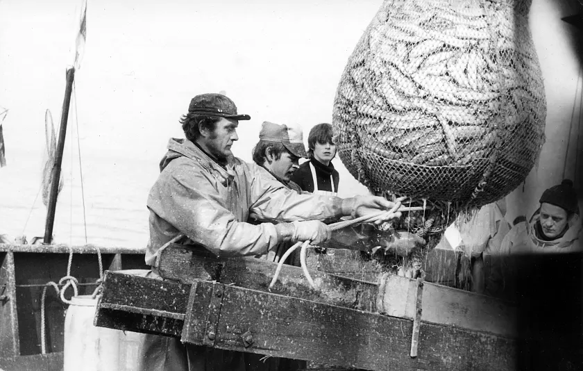 Codleinenknoten am Steert, dem Netzende, wird ge&ouml;ffnet, damit der Fisch an Deck verarbeitet werden kann.