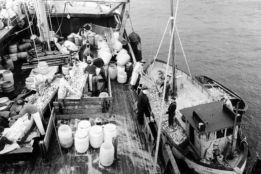 In den 1960er Jahren war die "GERA" w&auml;hrend der Fr&uuml;hjahrs-Heringsfischerei als &Uuml;bernahmeschiff der K&uuml;stenfischerei im Einsatz.