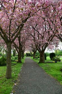 1. aktuelles Bild von Friedhof Grohn